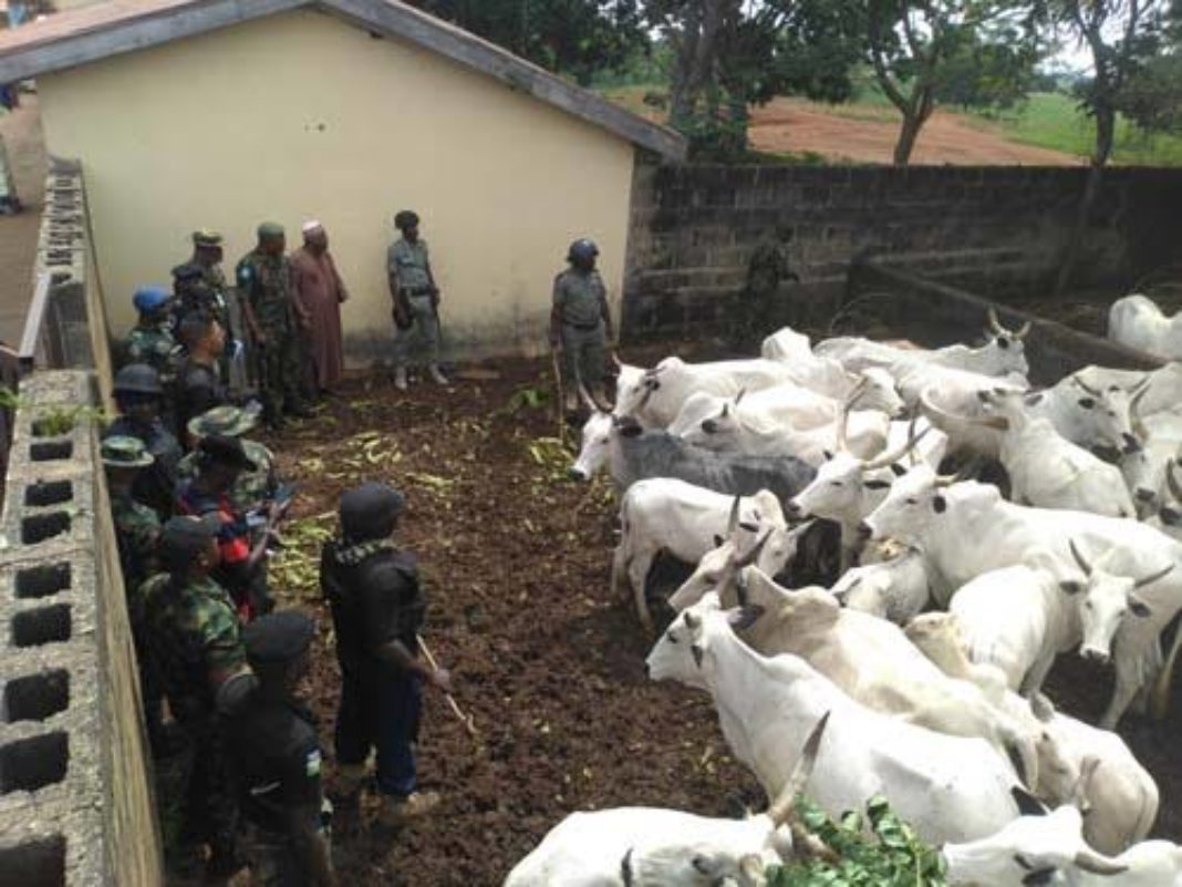 FILE PHOTO: Recovered cows from bandits by Nigerian troops in parts of Nigeria&#039;s North-west