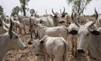 Christmas Cow Kills Youth Leader During Celebration In Bayelsa State