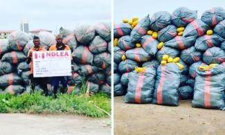 Nigeria's Narcotic Agency, NDLEA, Arrests Two Ghanaians With Imported Skunk Consignments In Lagos