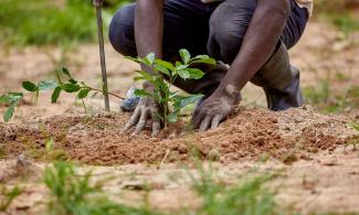 Adamawa Government To Reward Tree Planters With N50,000 For 100 Trees A Year