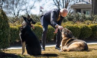 U.S. President Biden Family Dog, Commander, Sent Out Of White House After At Least 11 Biting Incidents