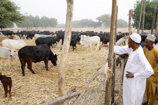 President Buhari Inspectig His Herds Of Cattle In Daura