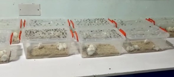 A set of mice being prepared for the experiment.