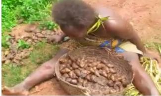 Nigerian Police Arrest Six Persons For Brutalising Widow In Enugu Community Over ‘Forbidden Snails’
