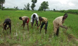 Nigerian Rice Farmers Association Signs Deal To Export Rice To Egypt, Others