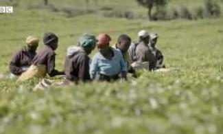 BBC Investigation Exposes Sexual Abuse Of Workers On British-Owned Tea Farms In Kenya