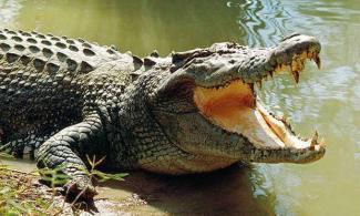 1,500 Families Set To Relocate Over Attacks By Crocodiles, Buffaloes In Mozambique