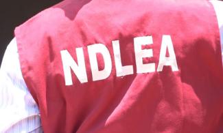Nigerian Anti-Narcotics Agency, NDLEA Raids Black Spots, Arrests Over 500 Suspects Ahead Of May 29 Inauguration 