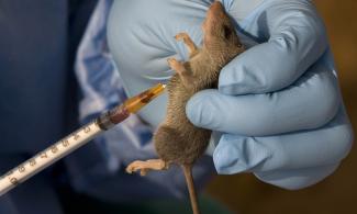 Nigeria Records Over 5000 Lassa Fever Cases Across 28 States Since January