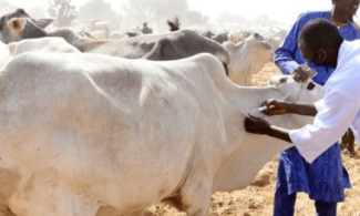 Nigerian Federal Capital Administration, FCTA Begins Mass Vaccination Of Cattle In Abuja Over Anthrax Outbreak