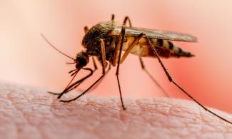 2023 World Mosquito Day: Group Tasks Nigerian Government To Be Committed To Saving 300,000 Lives Lost To Malaria Annually 