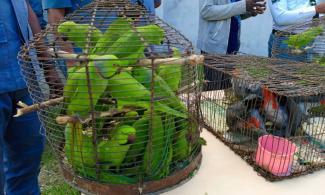 Nigeria Customs Stop Illegal Trade Of Live Parrots, Hawk Worth Over N6.8Million