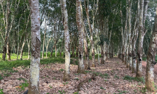  Investigation: Franco-Luxembourg Company Socfin's Craze For Rubber And Oil Palm Exports Linked To Rights Violations, Pollution, And Displacement Of Indigenous People In Nigeria