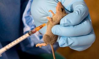 Lassa Fever Infection Spreads To 28 States In Nigeria, Claims 181 Lives 