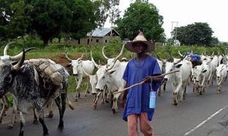We Lost 350 Members, 834 Cattle In 3 Months To Plateau Killings –Fulani Groups