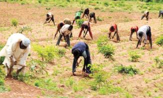 Northern Nigerian Farmers