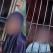 UNDERCOVER: Inside Oyo Islamic Torture House Where Children Are Chained, Caged, Starved And Brutalised