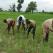 Nigerian Rice Farmers Association Signs Deal To Export Rice To Egypt, Others