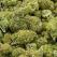 Nigerian Lawmakers Clash Over Fresh Bill To Legalise Marijuana